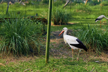 Stork bird white in wetland grass near bamboo pole, long beak and legs, natural marsh habitat with greenery and shallow water, solitary wading bird in nature reserve