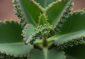 Kalanchoe pinnata plant