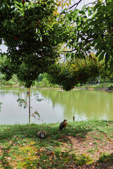 Pond birds under a large tree on a grassy shoreline by a calm lake, two waterfowl foraging near the bank with green foliage and soft reflections in a peaceful park nature scene.