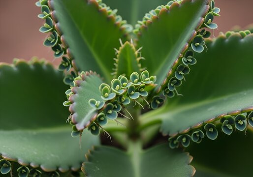 Kalanchoe pinnata plant