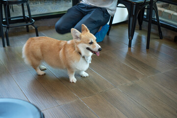 Cute Pembroke Welsh Corgi dog standing on wooden tile floor at indoor pet cafe. Happy ginger puppy smiling with tongue out wearing a bandana scarf, looking side.
