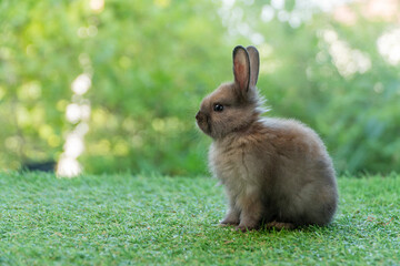 Cute small brown rabbit sitting on green grass with natural bokeh background. Adorable baby bunny pet portrait in garden suitable for Easter holiday and spring season nature concept.