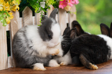 Adorable grey and white baby rabbit grooming face with paws near wooden fence in garden. Group of cute fluffy bunnies sitting together in spring Easter theme.