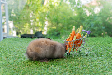 Hungry fluffy brown rabbit burying face in miniature shopping cart full of fresh baby carrots. Funny bunny pet eating vegetable on green grass in garden nature background.