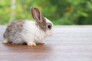 Adorable spotted baby rabbit sitting side view on wooden floor with natural green bokeh background. Fluffy bunny pet portrait with copy space for Easter and spring season concept.