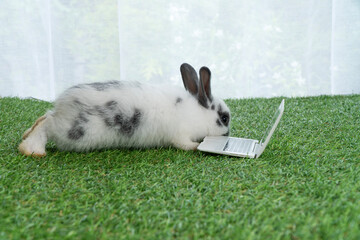 Cute white spotted rabbit lying on green grass typing on miniature laptop computer. Funny bunny pet working online concept against white curtain background suitable for business technology education.