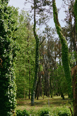 Trees in a dense forest with trunks wrapped in climbing ivy and lush greenery, vertical woodland scene with winding vines and mossy ground, sunlight filtering through canopy.