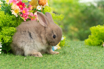 Cute small brown baby rabbit grooming face on green grass next to colorful flowers. Adorable fluffy bunny pet washing portrait in garden suitable for Easter holiday and spring season concept.