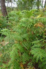 Green ferns growing wild in dense forest undergrowth