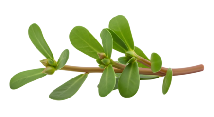 Fresh green purslane plant stem with oval leaves and small buds, cutout, PNG isolated on white or transparent background