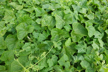 Green cucumber plant leaves growing in garden