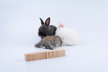 Two adorable baby rabbits black and white sitting behind blank wooden blocks isolated on white background. Fluffy bunny pet studio portrait with wood cubes mockup for text or alphabet design.