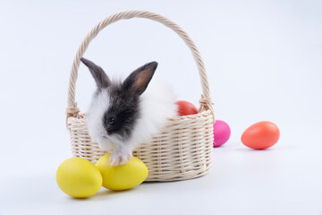 Cute black and white baby rabbit sitting in wicker basket with colorful Easter eggs isolated on white background. Adorable fluffy bunny pet playing for holiday season concept.
