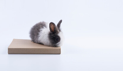 Cute black and white baby rabbit sitting on brown cardboard box isolated on white background. Adorable fluffy bunny pet studio portrait with copy space for text design.