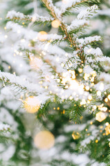 Snow-covered pine branches with sparkling lights in winter wonderland. Festive composition, mockup for a New Year's card