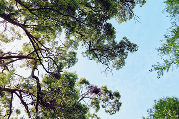 Fototapeta premium Trees canopy with green leaves and sunlight filtering through branches against clear blue sky, upward view of forest foliage creating serene nature background for outdoor landscape.