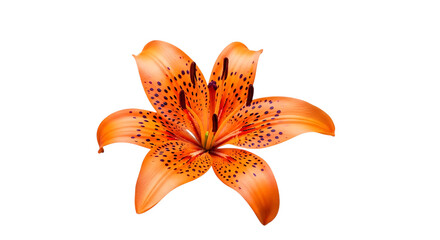 Vibrant orange tiger lily bloom with dark spots and visible stamens, cutout, PNG isolated on white or transparent background