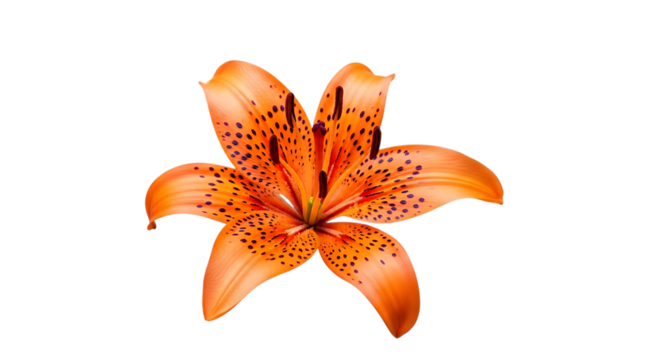 Vibrant orange tiger lily bloom with dark spots and visible stamens, cutout, PNG isolated on white or transparent background - Powered by Adobe
