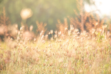 Dreamy wild grass flowers backlight by the sun.