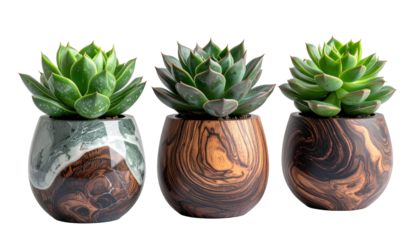 Set of Three Decorative Succulent Plants in Unique Ceramic and Wooden Pots on Transparent Background