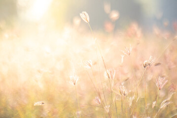 Dreamy wild grass flowers backlight by the sun.