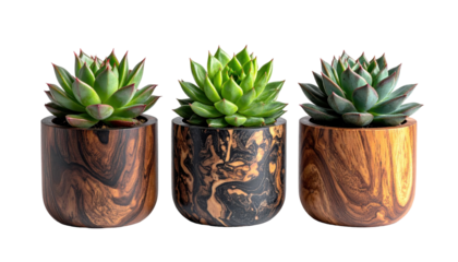 Succulent Plants in Unique Wooden Pots on Transparent Background for Home Decor and Gardening
