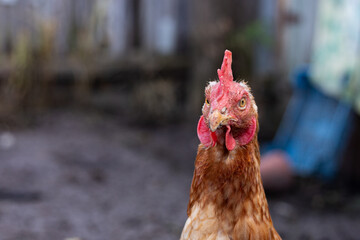 detailed chicken gaze captured up close, close perspective of hen showing sharp beak and feather details