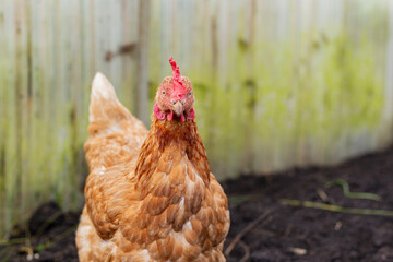 hen gazes sharply, closeview of watchful brown hen amidst rustic surroundings with soft illumination