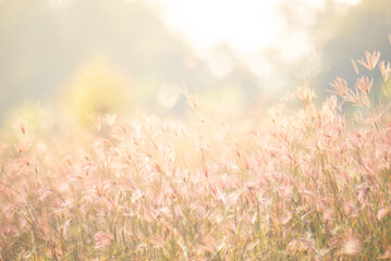 Dreamy wild grass flowers backlight by the sun.
