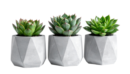 Three Contemporary Succulent Plants in Geometric Concrete Pots on a Transparent Background