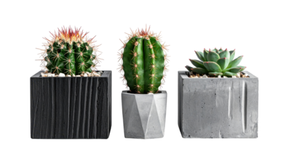 Three Potted Cacti in Unique Geometric Containers on Transparent Background