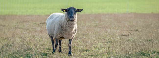 Pasture-Friendly Sheep in Open Field Looking at the Camera on a Quiet Farm
