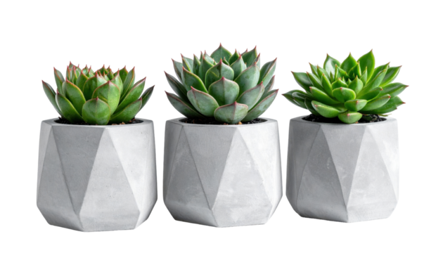 Three Contemporary Succulent Plants in Geometric Concrete Pots on a Transparent Background