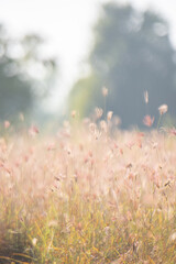 Dreamy wild grass flowers backlight by the sun.