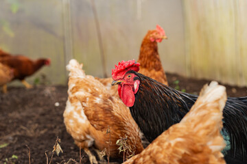 imposing rooster exuding confidence and authority while overseeing hens on textured farm terrain