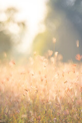Dreamy wild grass flowers backlight by the sun.