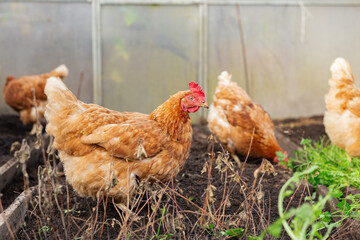 birds pecking among young plants outdoors, hens foraging amidst seedlings in warm greenhouse environment