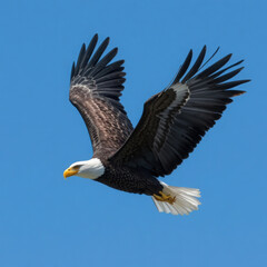 Fototapeta premium Bald eagle soaring high freedom bird of prey wildlife