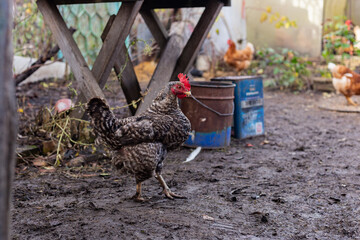 autumn scenery with hen foraging by water, rural autumn scene featuring speckled bird near bucket