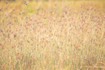 Dreamy wild grass flowers backlight by the sun.