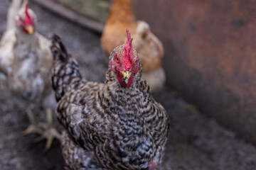 bird portrait details, an indepth photograph showcasing detailed features of countryside dwelling hen