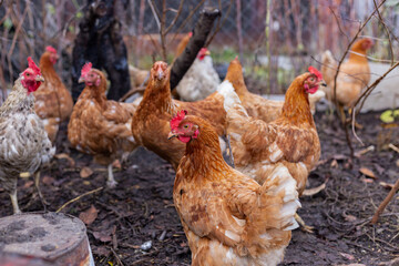 flock of chickens actively searching for food as evening shadows settle over rustic farmyard