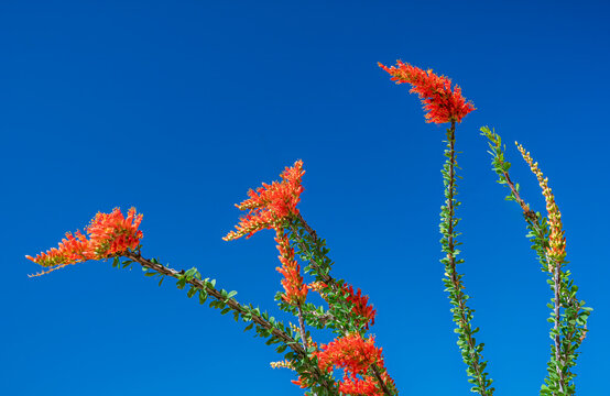 Bright red ocotillo cactus booms in the desert spring near Phoenix Arizona