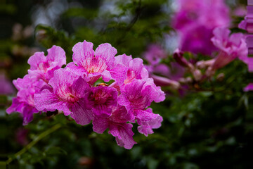 Obraz premium A cluster of bright pink flowers stands out against a blurred background of greenery.