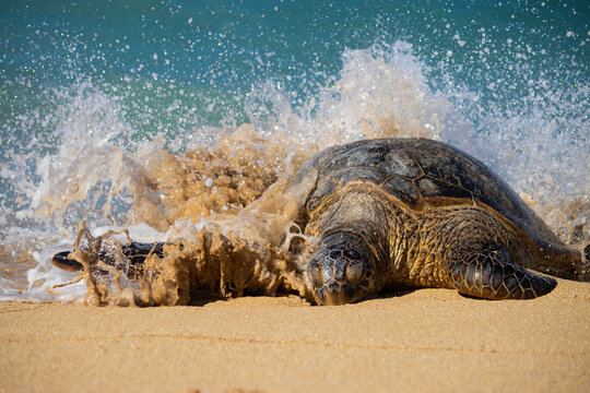 Sea Turtle on Sandy Beach as Waves Crash – Wildlife Close-Up in Natural Habitat