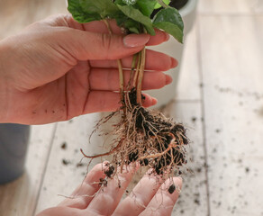  root system of houseplant is close-up. concept of selecting a pot for transplanting, choosing a suitable soil. gloved hand shows damaged diseased roots on the table. plant needs to be transplanted