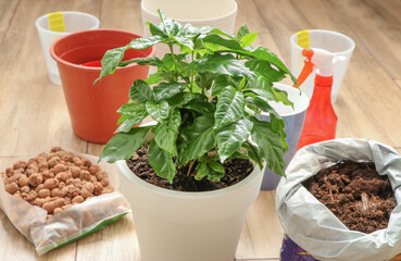 Young Arabica coffee plant sprouts in a flower pot with empty pots and clay pebbles in background, concept of repotting and home coffee tree cultivation. Coffea arabica variety growing in pot at home
