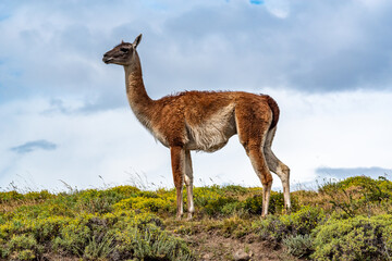 Obraz premium Guanaco in the Torres del Paine National Park. Patagonia, Chile