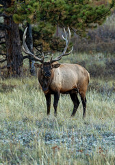 Colorado Rocky Mountain Elk