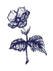 Hand drawn Antique botanical anemone floral etching.Vintage anemone botanical illustration with detailed line art, textured petals, leaves, and stems in classic engraving style